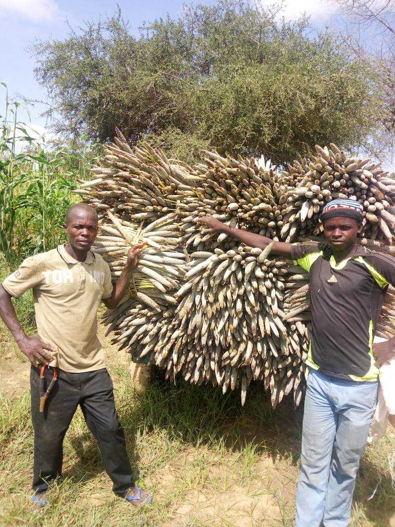 Quantity of seed produced