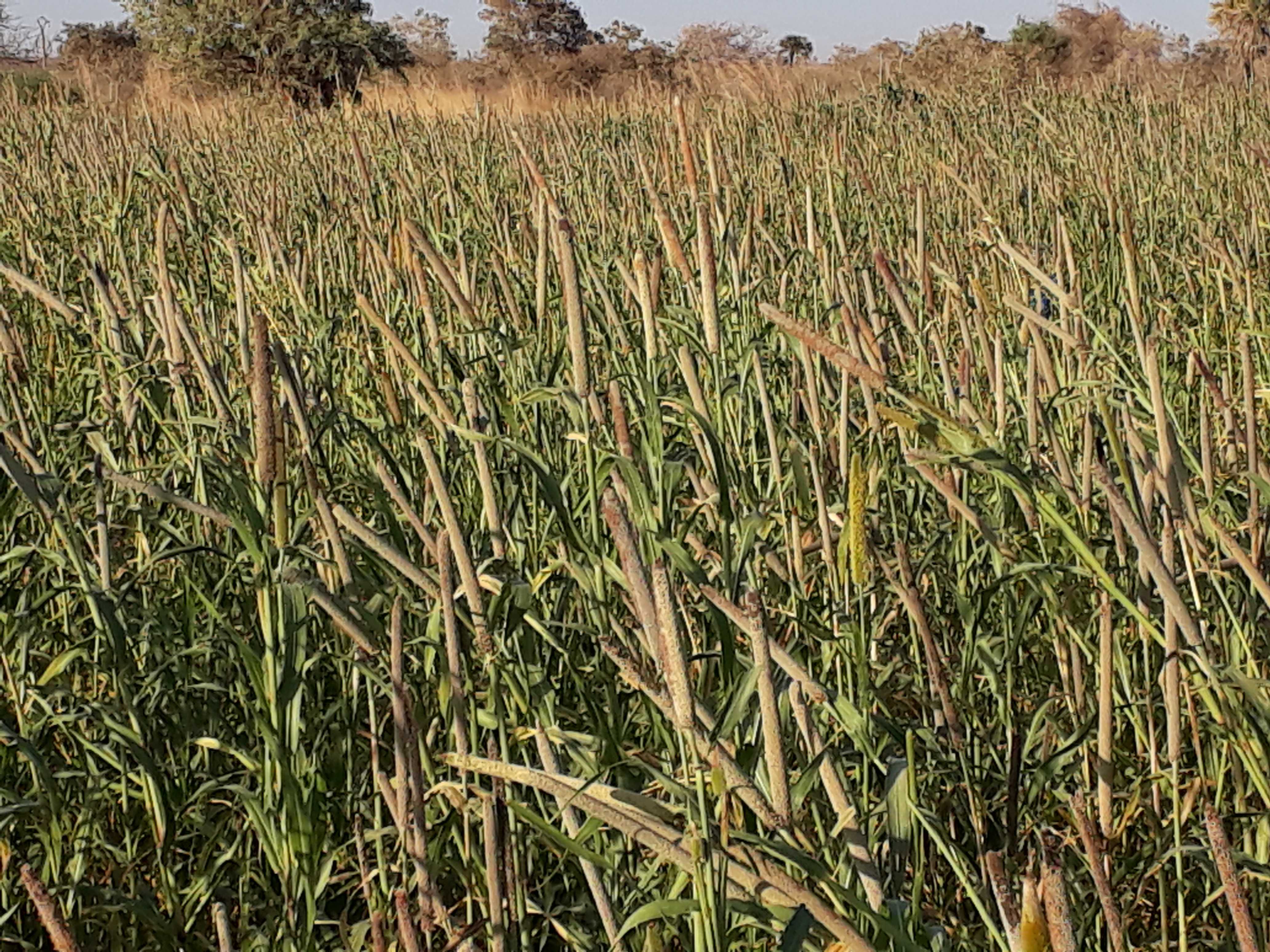 Quantity of seed produced