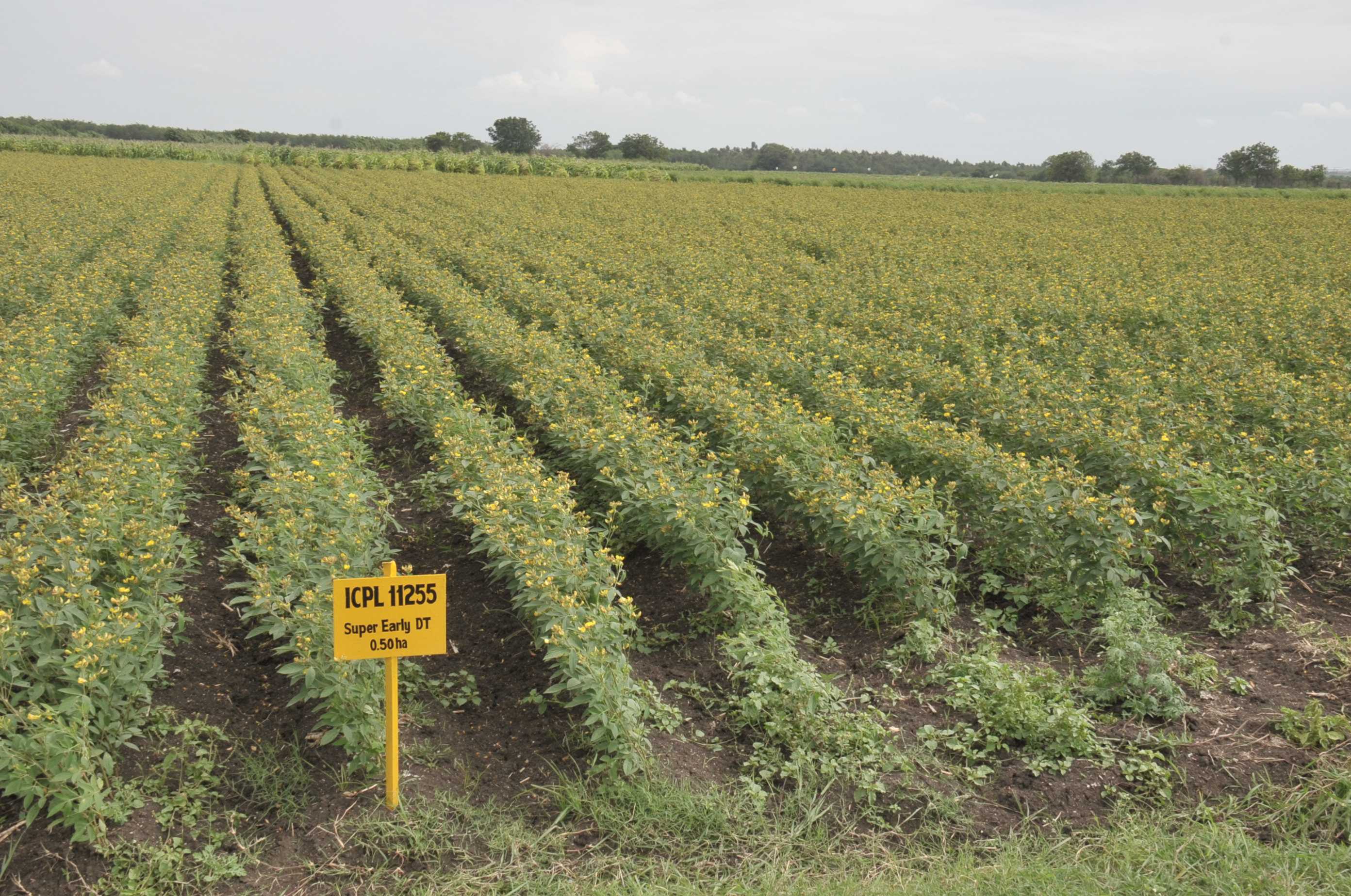 Quantity of seed produced