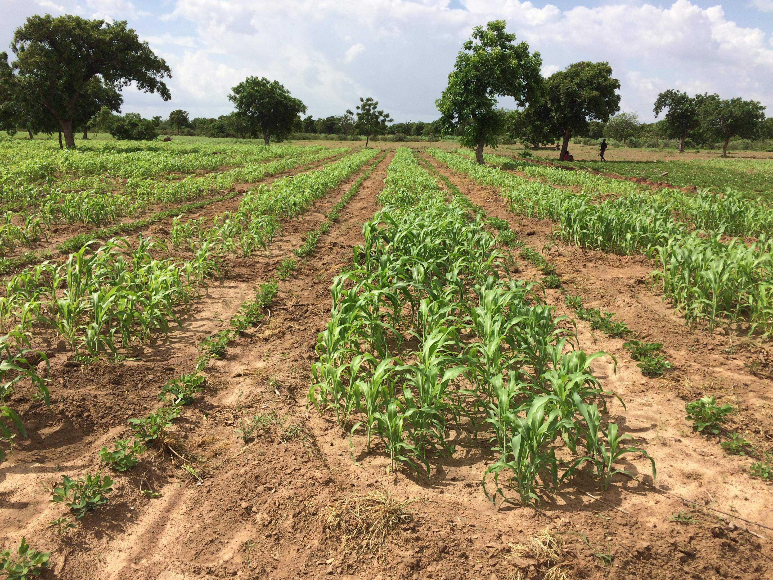 Snapshots of soil management practices deployed - TAAT Sorghum and millet compact