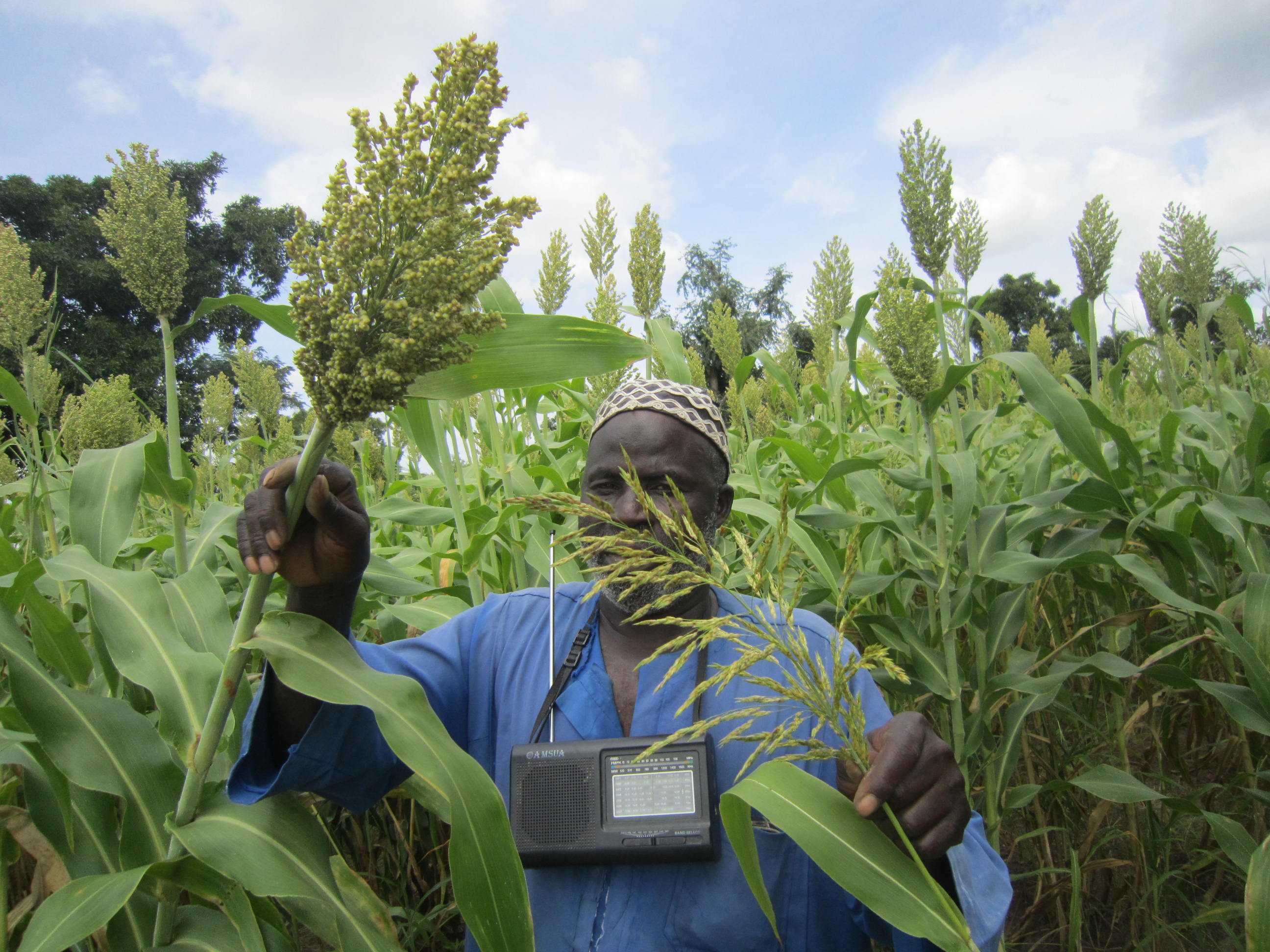 Snapshots of soil management practices deployed - TAAT Sorghum and millet compact