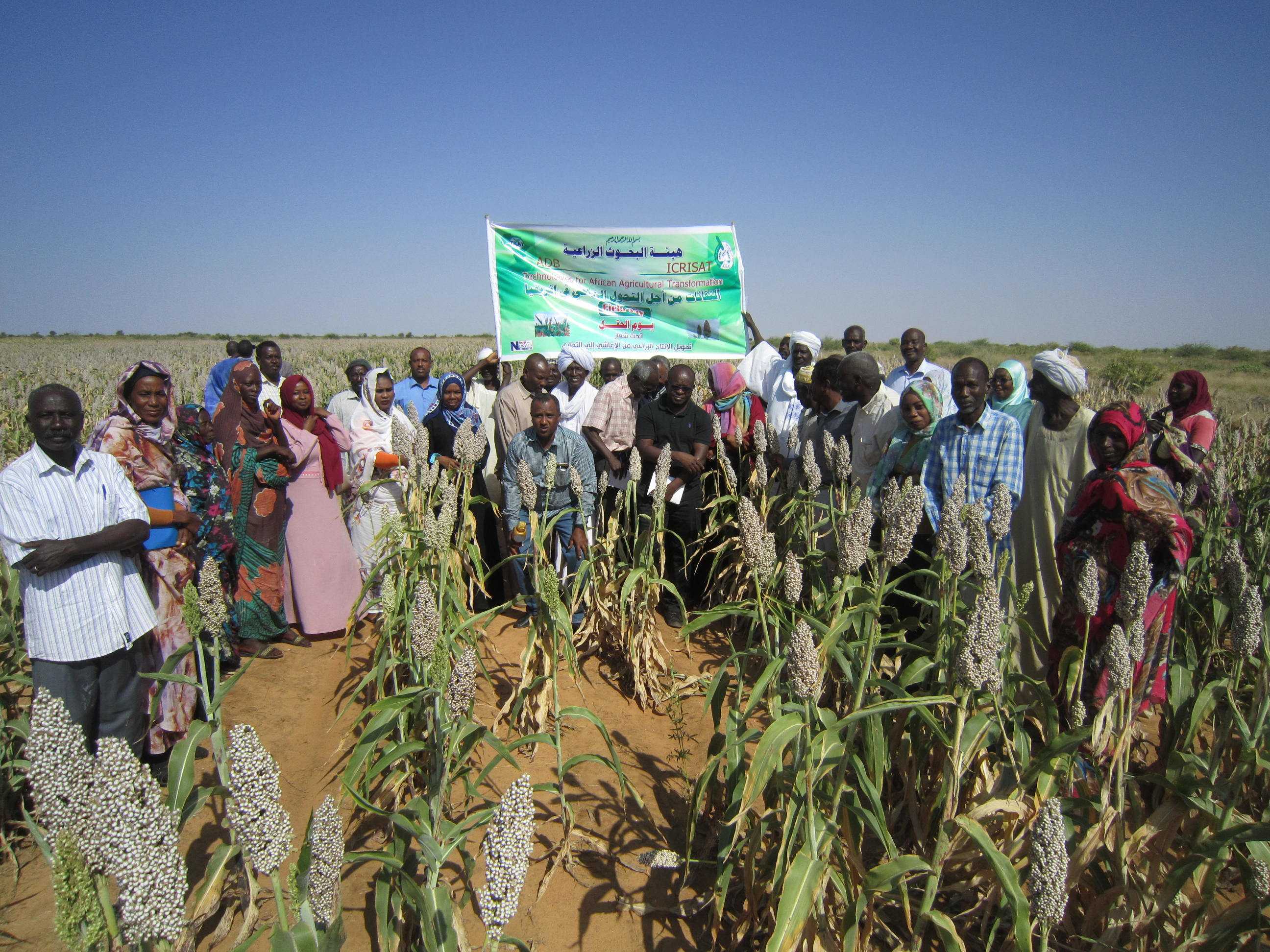 Snapshots of soil management practices deployed - TAAT Sorghum and millet compact