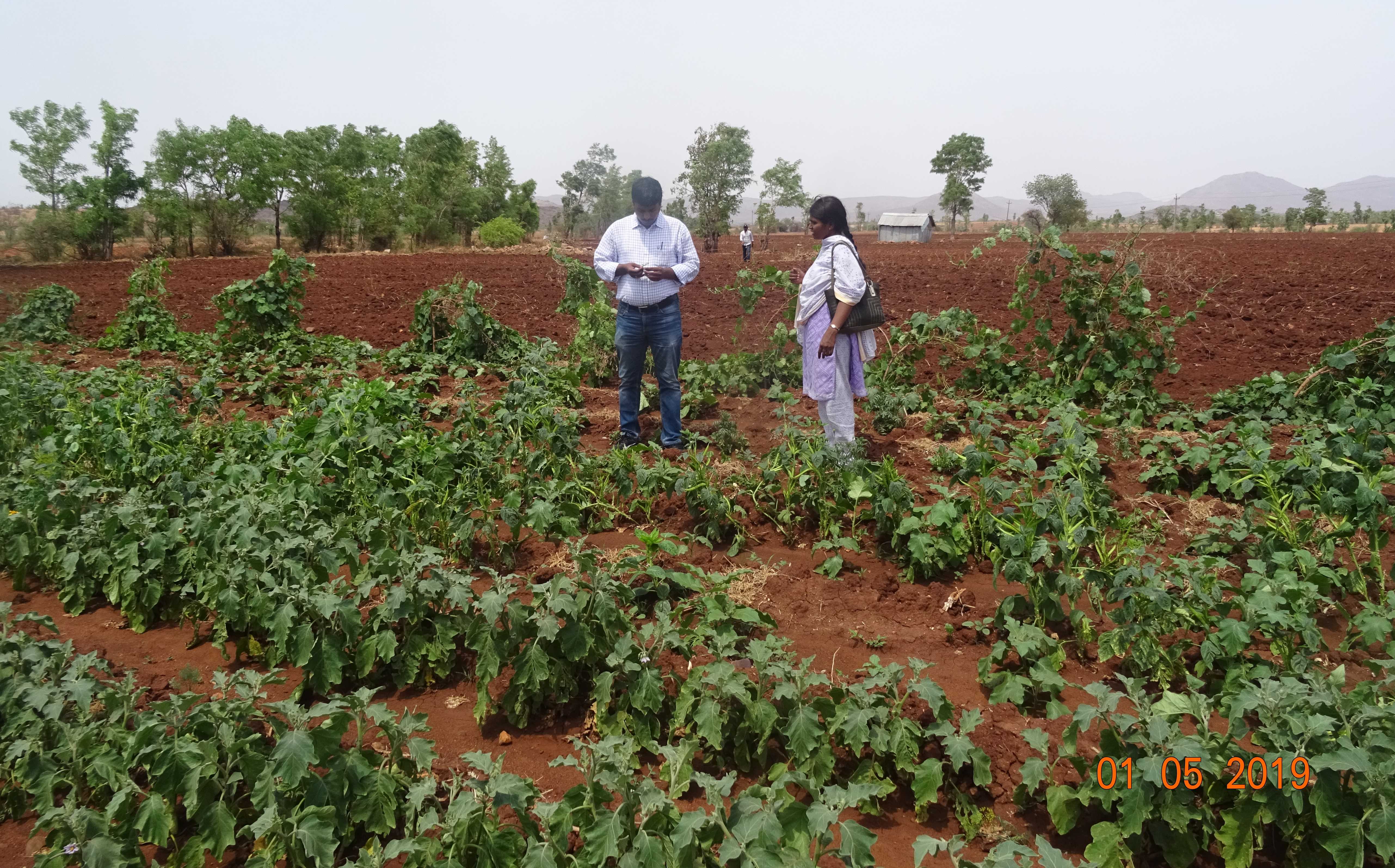 Snapshots of soil management practices deployed - JSW-supported watershed in Bellary (Karnataka) and Jawahar (Maharashtra)