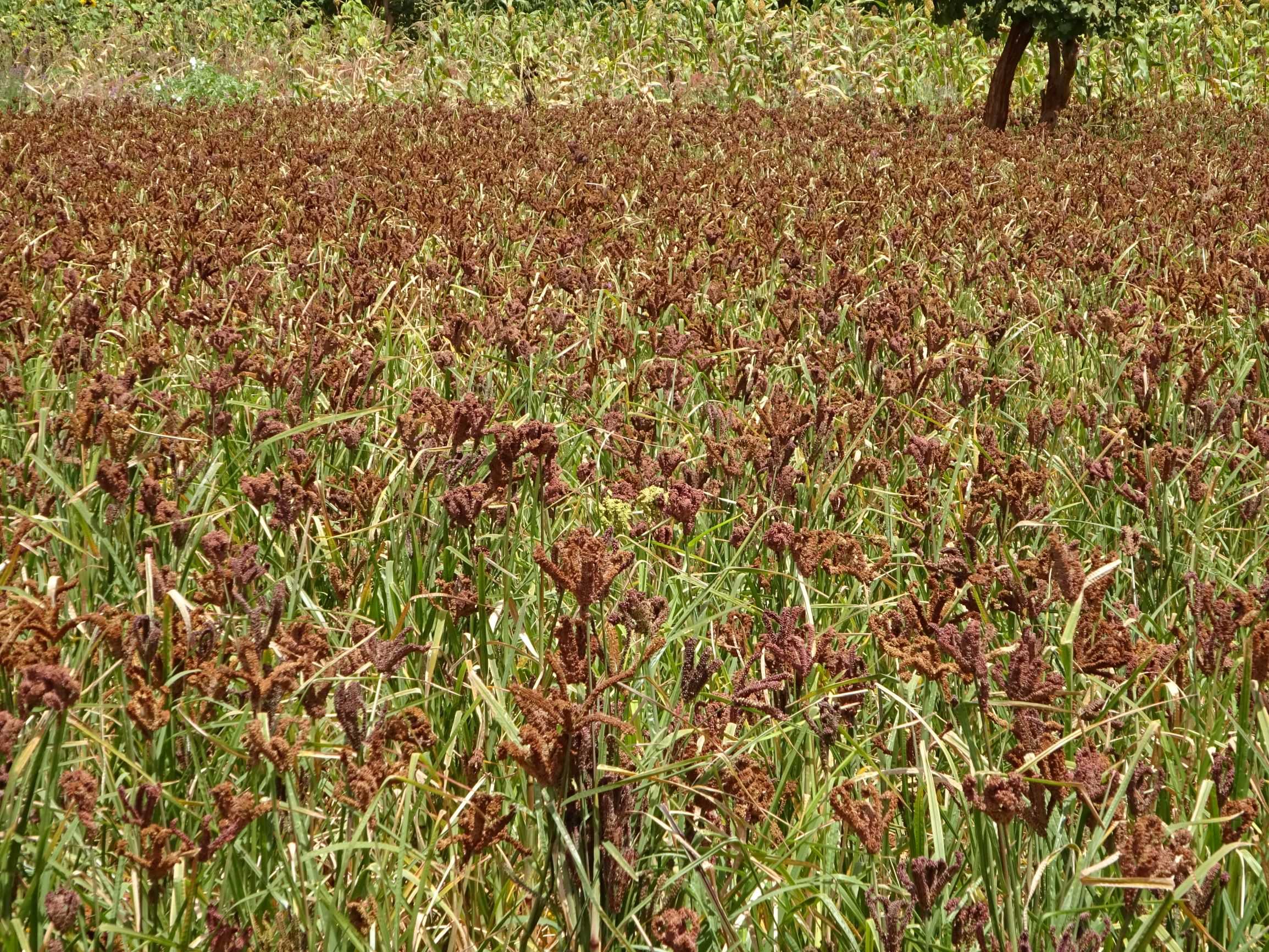 Quantity of seed produced