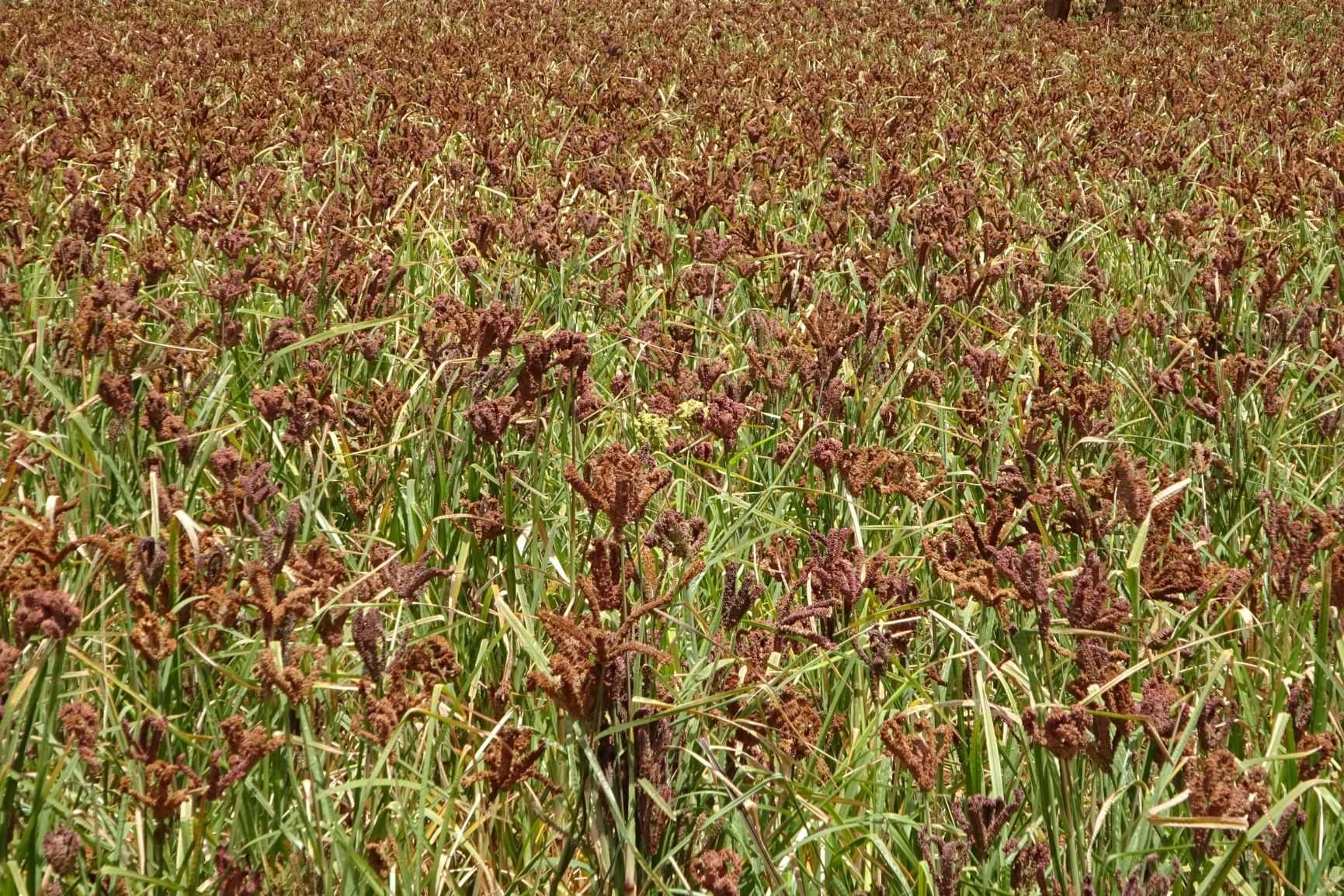 Quantity of seed produced